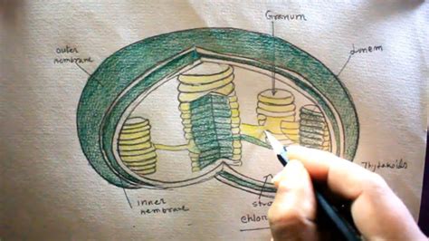 How TO Draw Chloroplast Step By Step/Plastid Drawing/For Science Project - YouTube