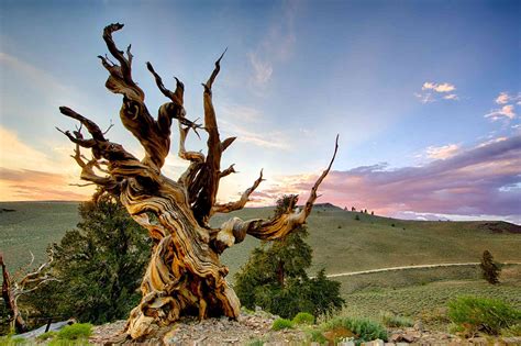 The World's 10 Oldest Living Trees