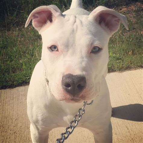 Nala -solid white female Pitbull | Female pitbull, White pitbull, All white pitbull