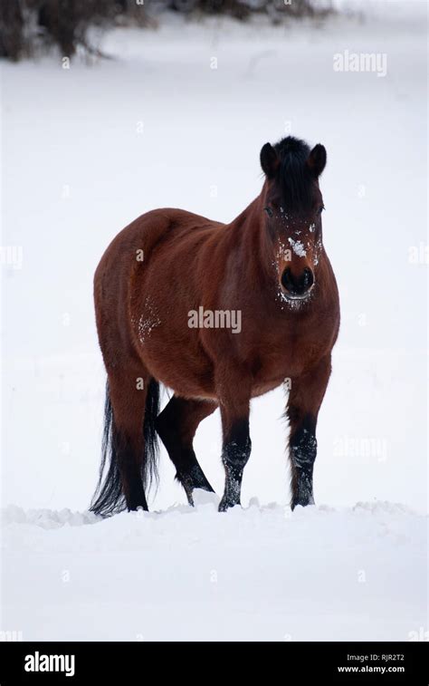 Brown horse in landscape with snow Stock Photo - Alamy