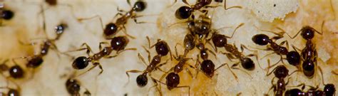 Argentine Ant Identification, Prevention & Control Information