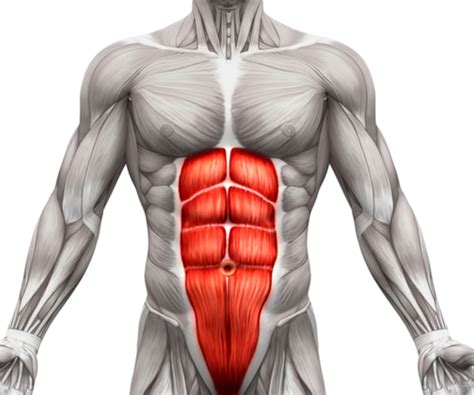 Core Muscle Anatomy - Anatomy Reading Source