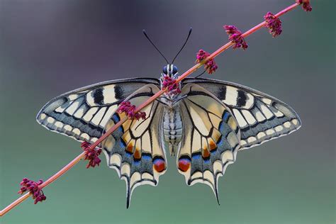 butterfly wing symmetry photo | One Big Photo