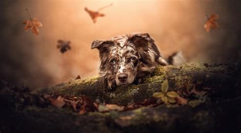 Cute Dog HD Wallpaper, HD Animals 4K Wallpapers, Images and Background ...