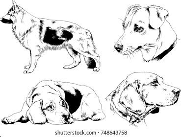 Vector Sketches Different Breeds Dogs Drawn Stock Vector (Royalty Free) 748643758 | Shutterstock