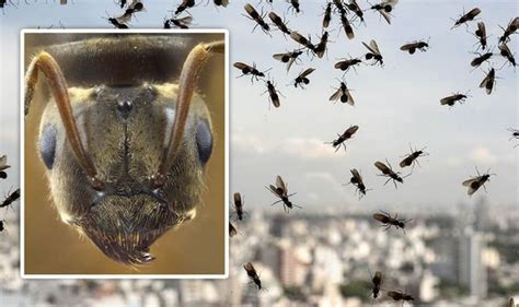 Flying ants infestation: Why do flying ants appear, and why do we get them? | Express.co.uk