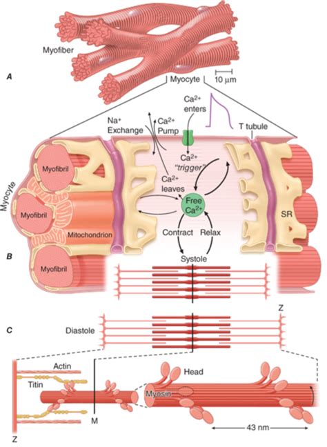 NRS 250 Cardiac Muscle Contraction Diagram | Quizlet