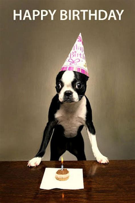 Happy Birthday Images Funny Dog | The Cake Boutique