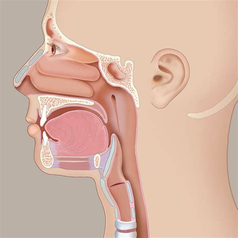 Anatomy Of Ear And Throat - Anatomical Charts & Posters