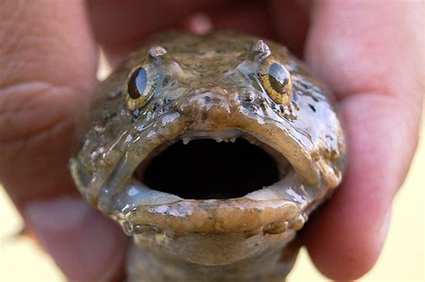 Gulf Toadfish (Opsanus beta) | Dauphin Island, AL | Ryan Moody | Flickr