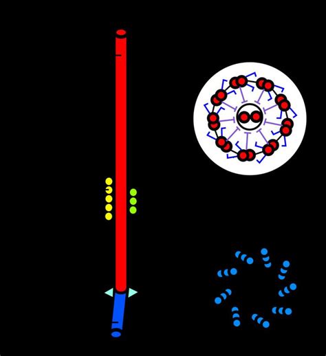 Axoneme - Alchetron, The Free Social Encyclopedia