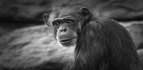 Chimpanzee intelligence has a genetic basis