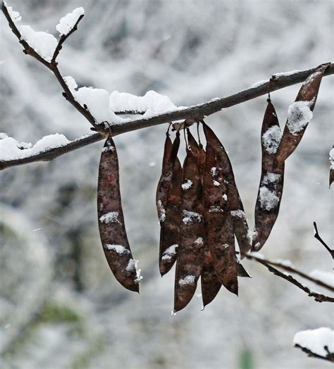 Redbud tree seed pods | Seed pods, Redbud tree, Tree seeds