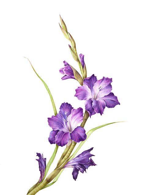 Gladiolus flower :: Behance