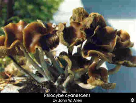 Erowid Plants Vaults : Images : psilocybe cyanescens