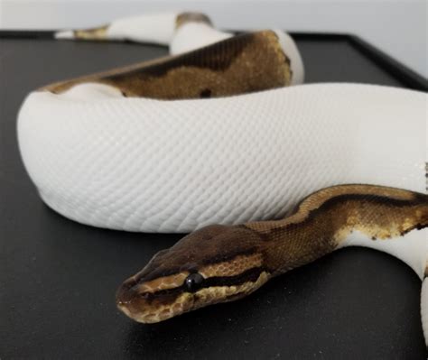 Piebald - Ball Python Traits - Morphpedia