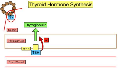 Thyroglobulin Structure