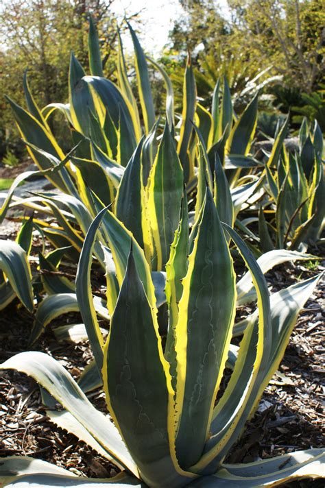 Photo #21823 | Agave americana 'Variegata' | plant lust