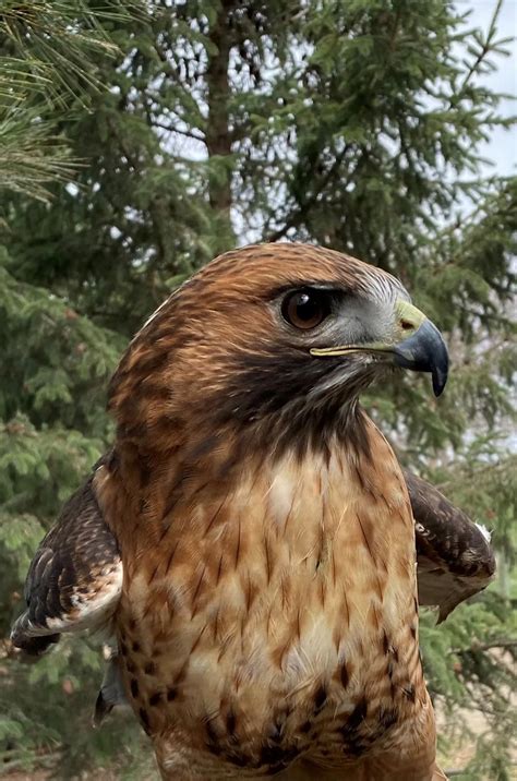 Red-tailed Hawk