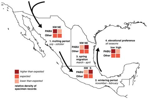 Assessing migration patterns in Passerina ciris using the world’s bird collections as an ...