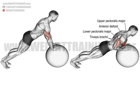 Stability ball push-up exercise instructions and video | Weight Training Guide