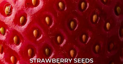 Successful cultivation with strawberry seeds 🍓 🌱 Unveil the secrets to bountiful berries