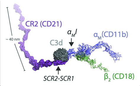 | Model of the ternary complex between CR2, C3d, and CR3. The solution... | Download Scientific ...