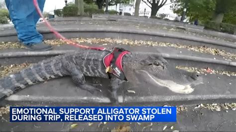 Wally, the emotional support alligator, was stolen during Georgia ...