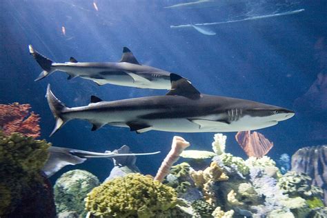 coral reef shark