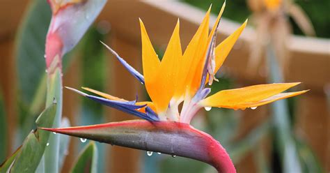 How to Overwinter Bird of Paradise Plants | Gardener's Path