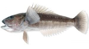 Blue Cod | Fish Species of New Zealand