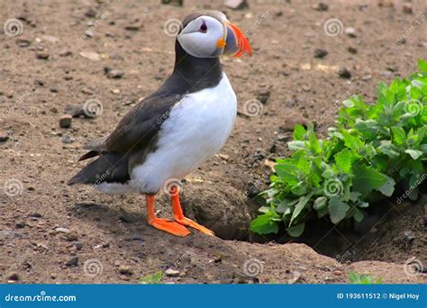 Atlantic Puffin in Breeding Plumage Stock Photo - Image of ...