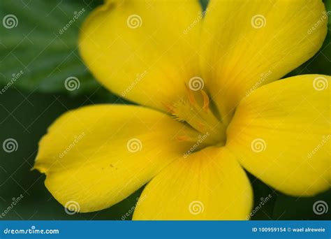 Extreme Close Up of a Colourful Flower Stamen and Stigma. Stock Photo - Image of daisy ...