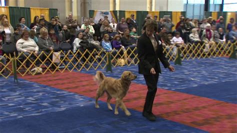 McCormick Place hosts 'International Cluster of Dog Shows' - ABC7 Chicago