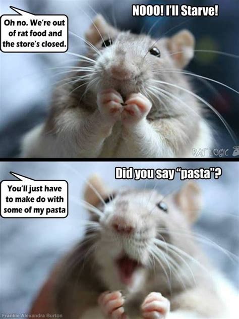 Hahaha, our rats favorite foods are spiral pasta & sugar snap peas (we have to open the pod for ...