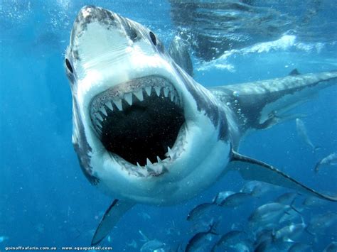 Requin: photos, espèces, comportement, alimentation | Grand requin blanc, Requin blanc, Animaux ...