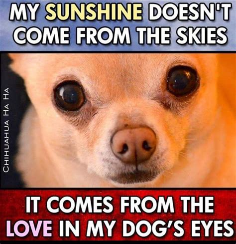 Pin by Connie Tuite on Chihuahua #MyAlex | Chihuahua love, Chihuahua quotes, Chihuahua