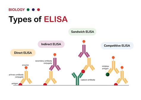 What Is Enzyme-Linked Immunosorbent Assay (ELISA)? - Healthcare Business Today