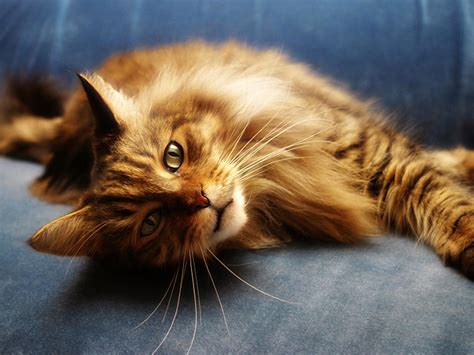 Red Maine Coon cat on a blue couch wallpapers and images - wallpapers ...