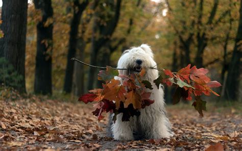 dog, Leaves, Fall, Animals Wallpapers HD / Desktop and Mobile Backgrounds