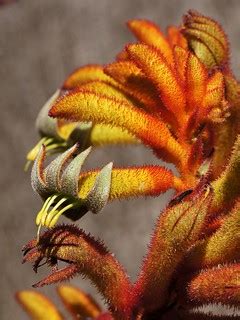 'Kangaroo Paw' flowers | Anigozanthos is iconic Australian p… | Flickr