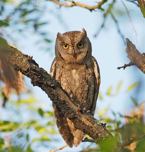 Eurasian Scops Owl | BirdForum