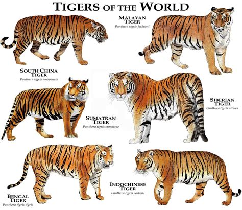 Tigers of the World Poster Print | Etsy in 2022 | Indochinese tiger, Endangered tigers, Tiger ...