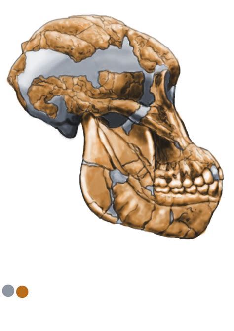 Australopithecus afarensis - AL 822-1 skull reconstruction by Eduard Olaru