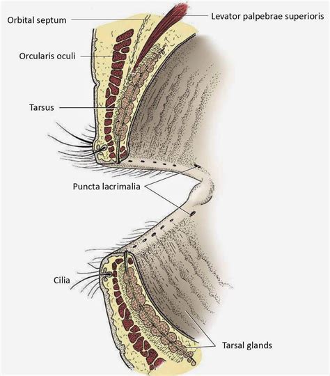 Eye Opener: Anatomy - Ocular Adnexa