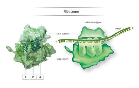 Ribosome - Labster