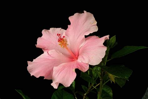 Hibiscus Wallpapers, Pictures, Images