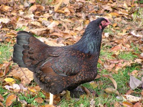 5 Largest Chicken Breeds in the World - Largest.org