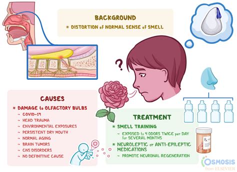 Parosmia: What Is It, Causes, Treatment, and More | Osmosis