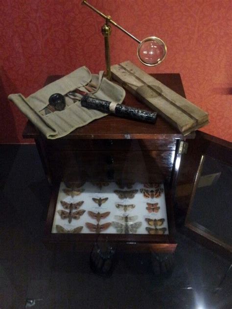 Insect Display Idea | Naturalist Collections